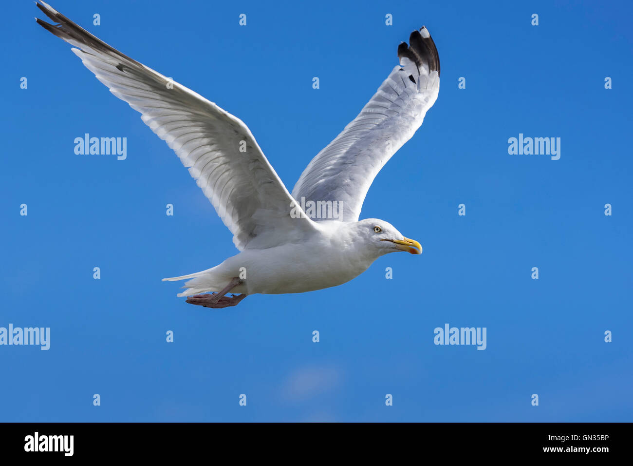 Flying Seagull. En vol Banque D'Images