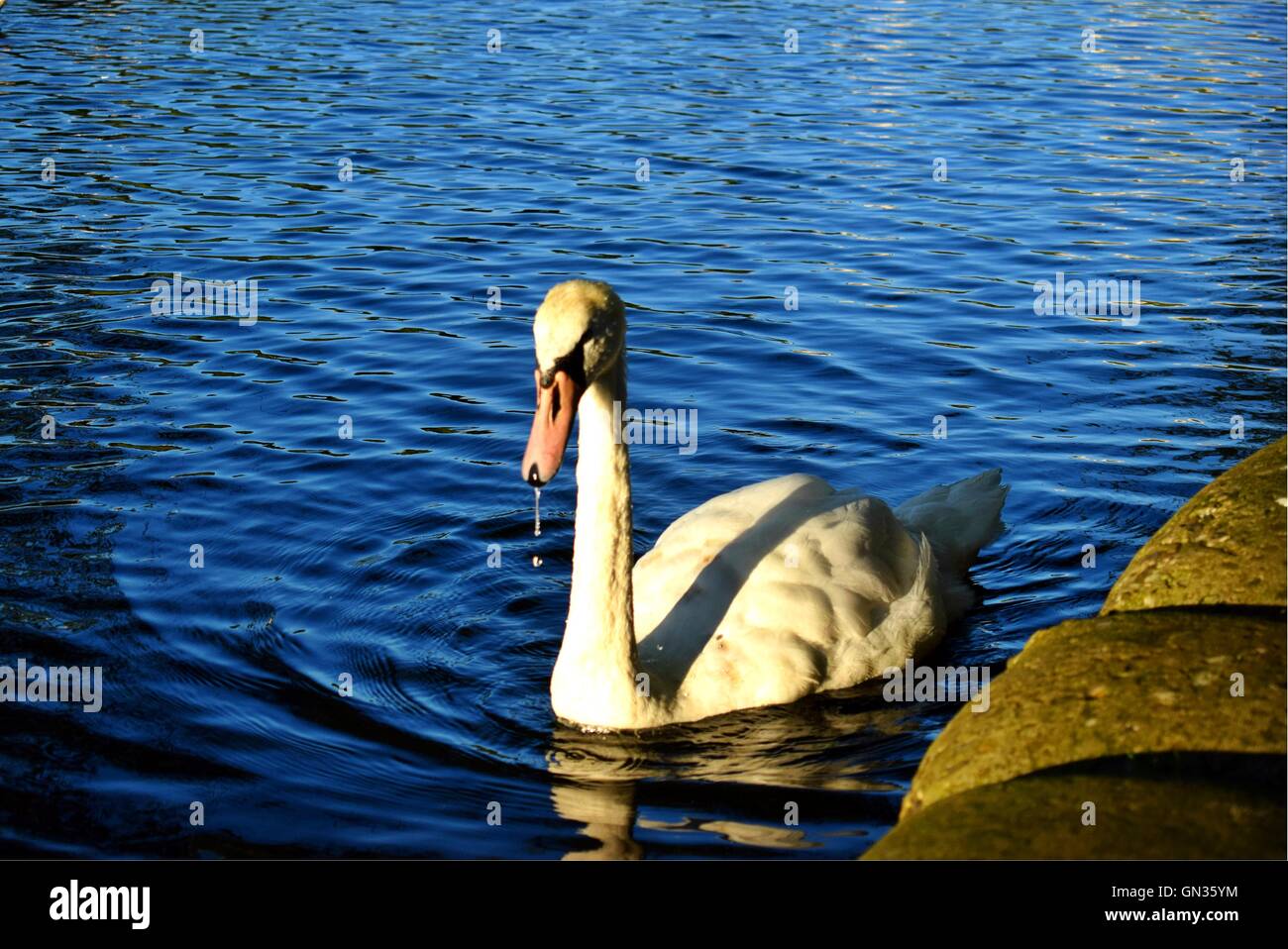 Des cygnes à Linlithgow Loch au crépuscule - Ecosse Banque D'Images