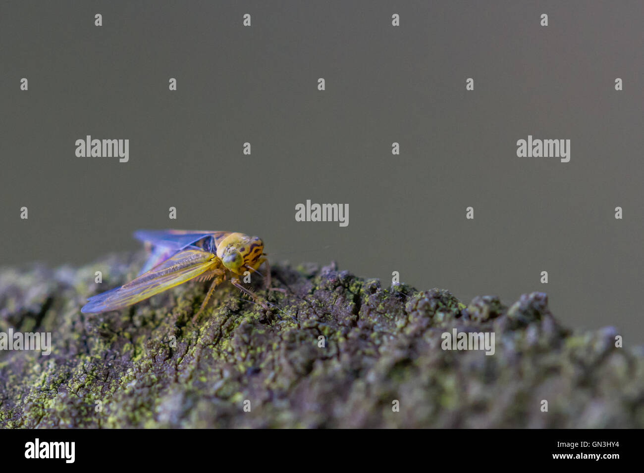 De l'éclosion de la cicadelle verte (Cicadella viridian) Banque D'Images