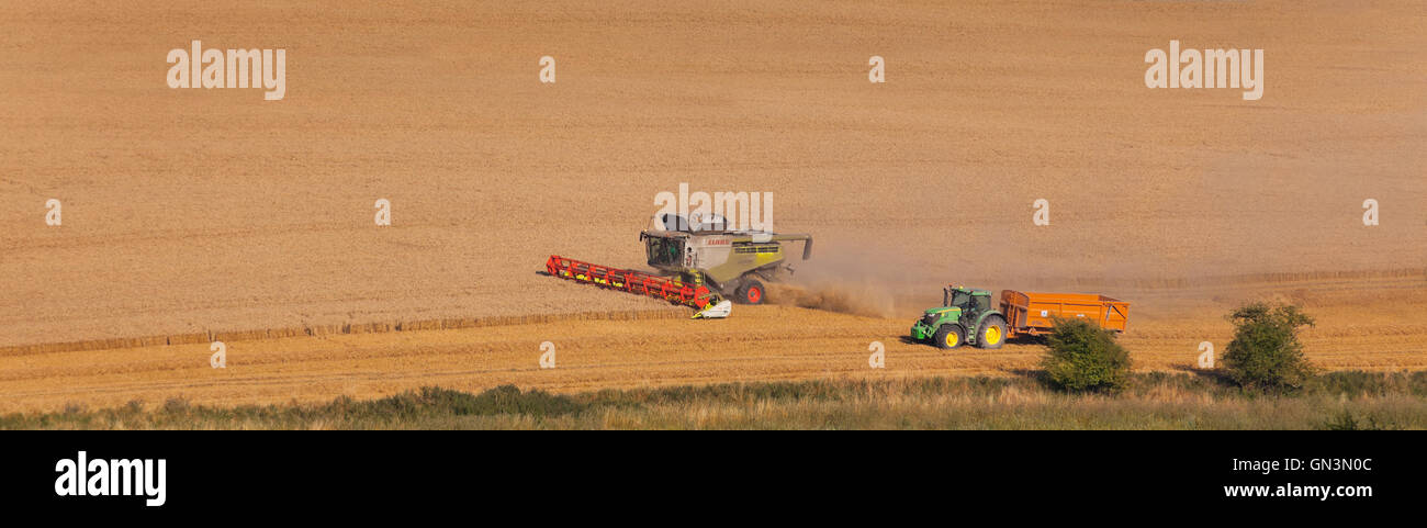 Vue éloignée sur une moissonneuse-batteuse de la coupe dans un champ de blé ensoleillés, Cotswolds, Royaume-Uni. Banque D'Images