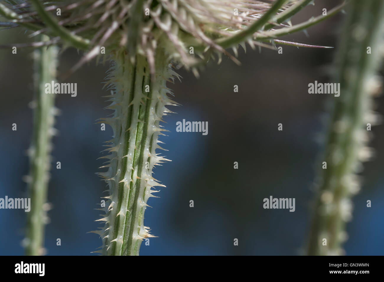 Cuillère à café Thorned - Dipsacus fullonum - tiges de fleurs vues sur un fond sombre. Autrefois utilisé pour la laine de carte, et en phytothérapie et en cach cures. Banque D'Images