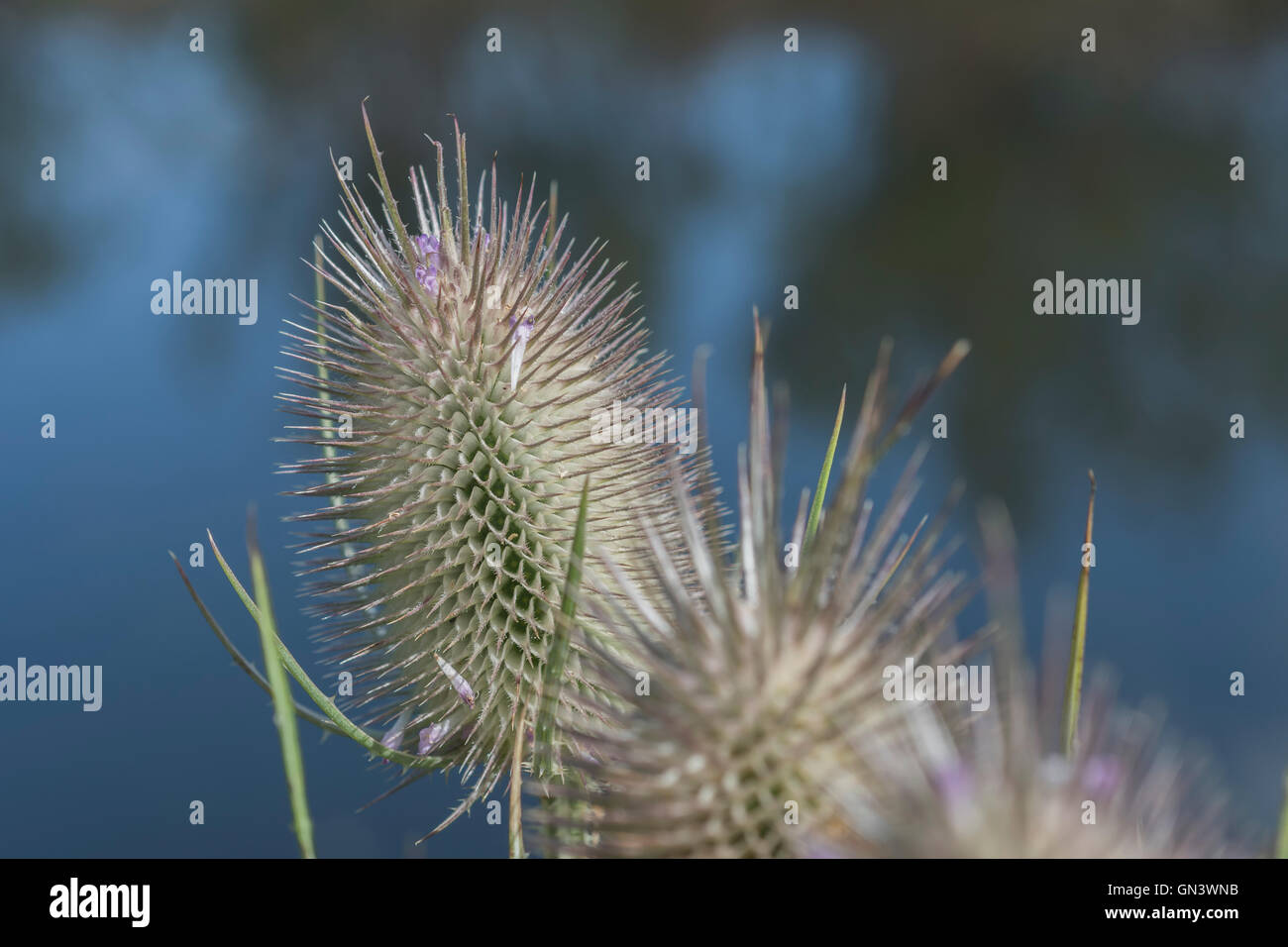 Cuillère à café - Dipsacus fullonum - têtes de fleurs de spikey vues contre les réflexions d'eau illuminées par le ciel. Une fois utilisé pour la laine de carte, et dans la médecine de fines herbes et les cures de cach. Banque D'Images