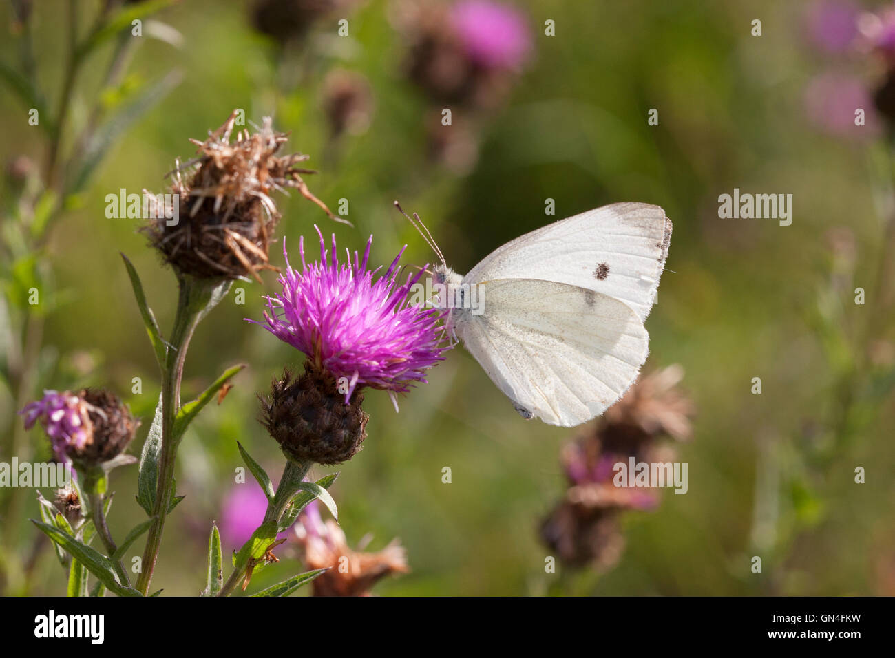 Grand Papillon Blanc Pieris brassicae seul adulte se nourrit de la centaurée commune Essex, UK Banque D'Images