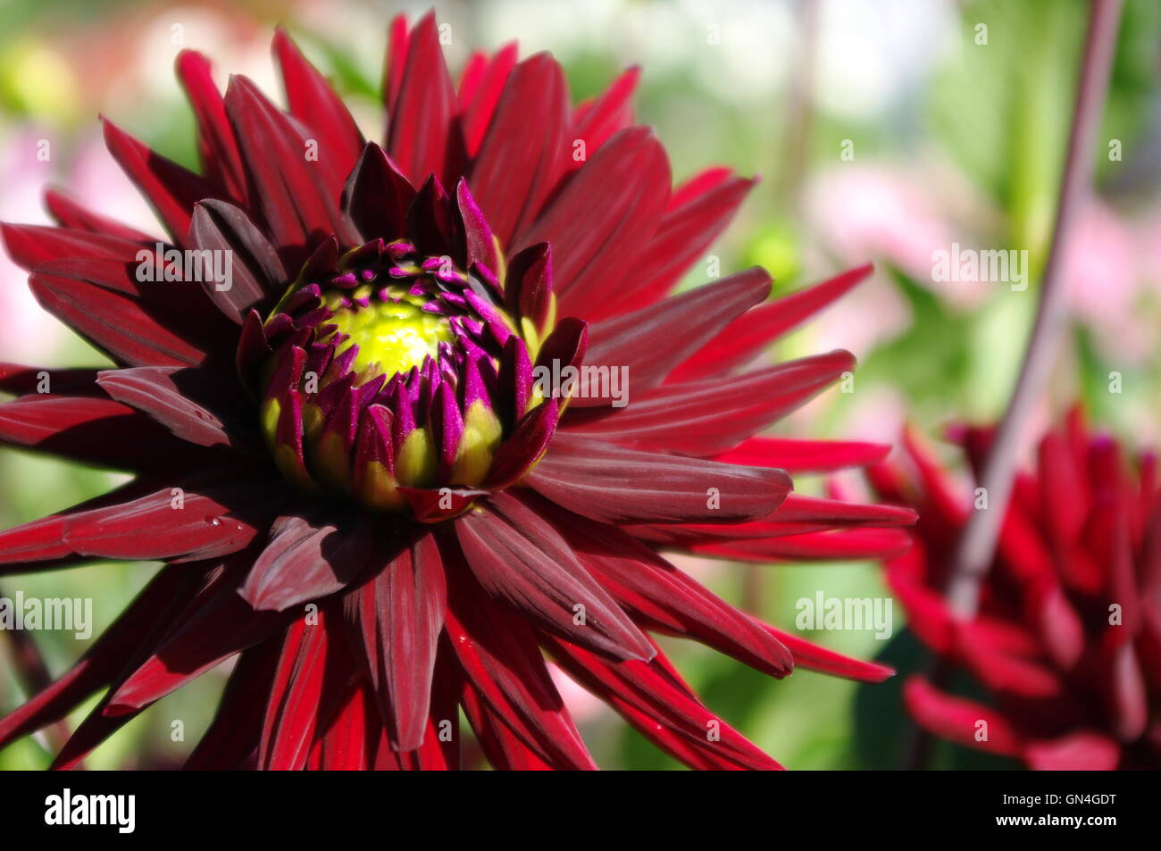 Dahlia écarlate Banque D'Images