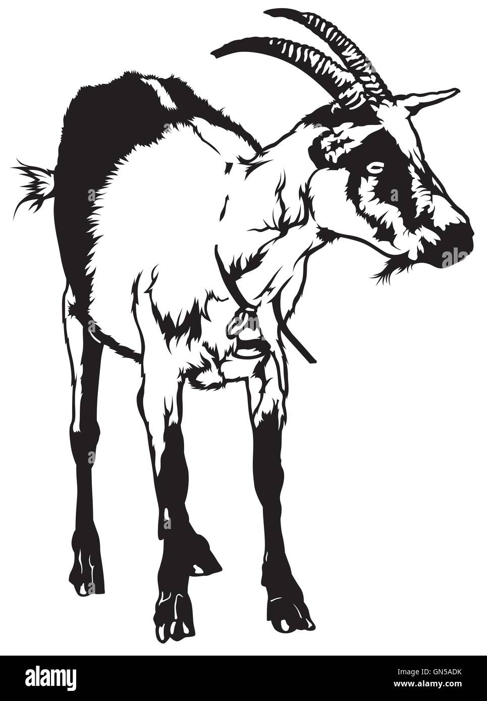 Vue de face de chèvre Illustration de Vecteur