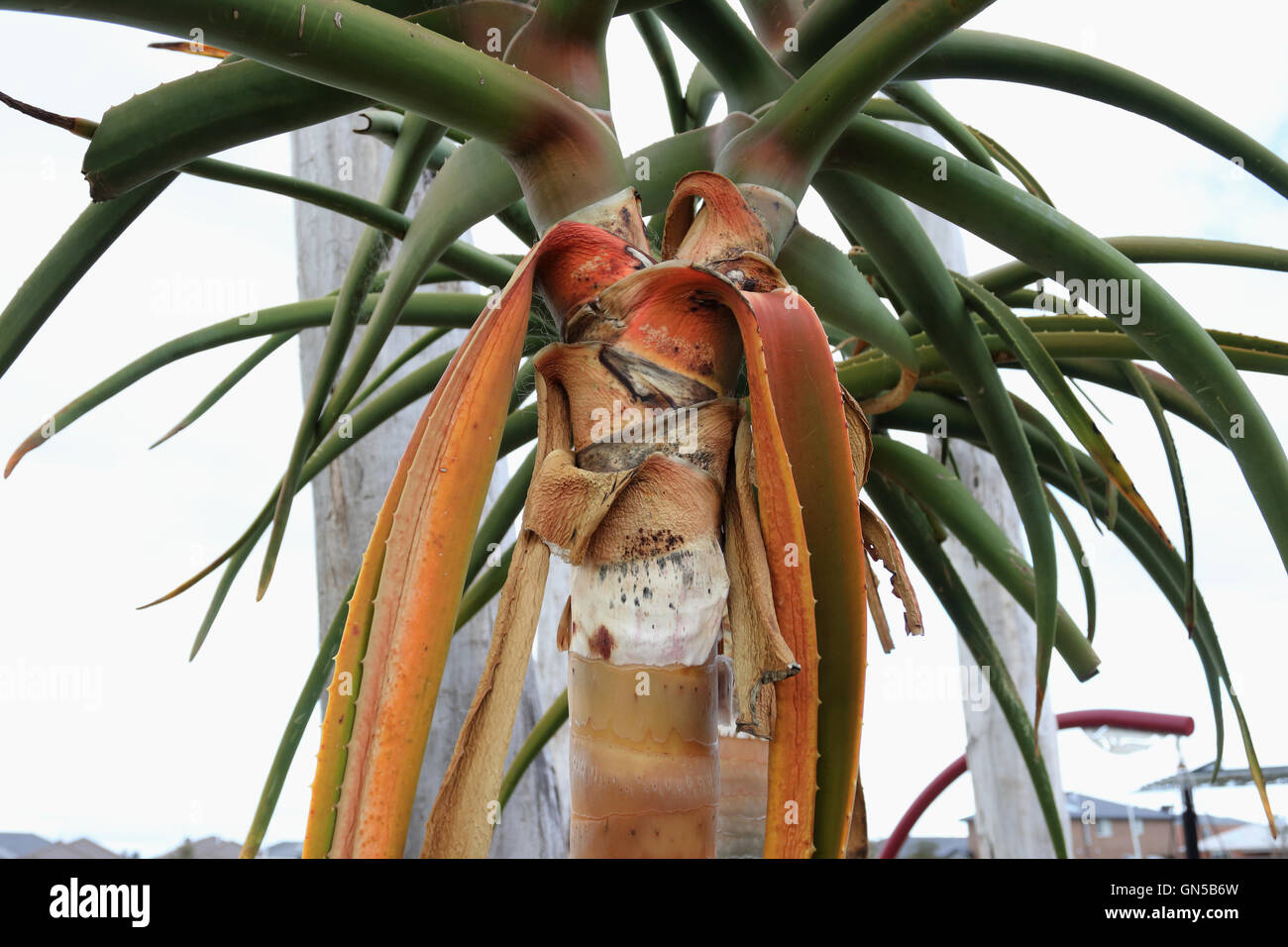 Close up of Aloe barberae ou également connu sous le nom d'Aloès, Aloe bainesii Arbre Dyer, arbre d'Afrique du Sud l'aloe Banque D'Images