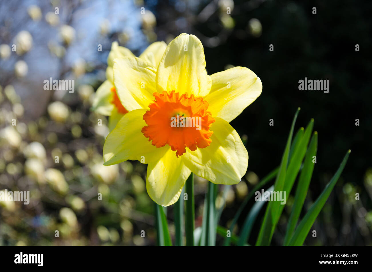 Fleur jaune en lumière au coucher du soleil Banque D'Images