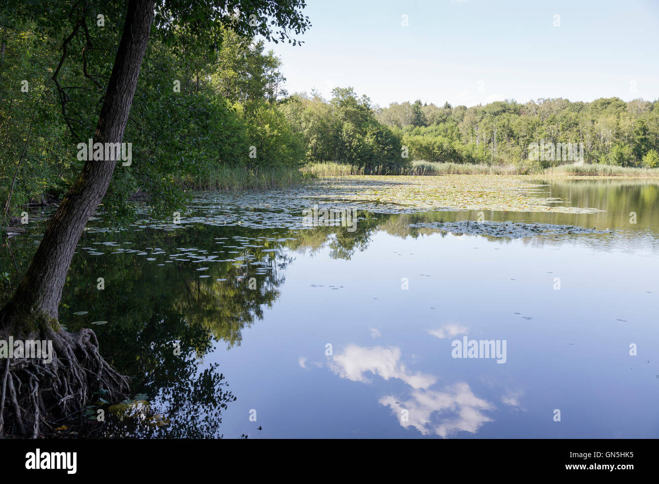 Bogensee, Barnim, Brandenburg, Allemagne Banque D'Images