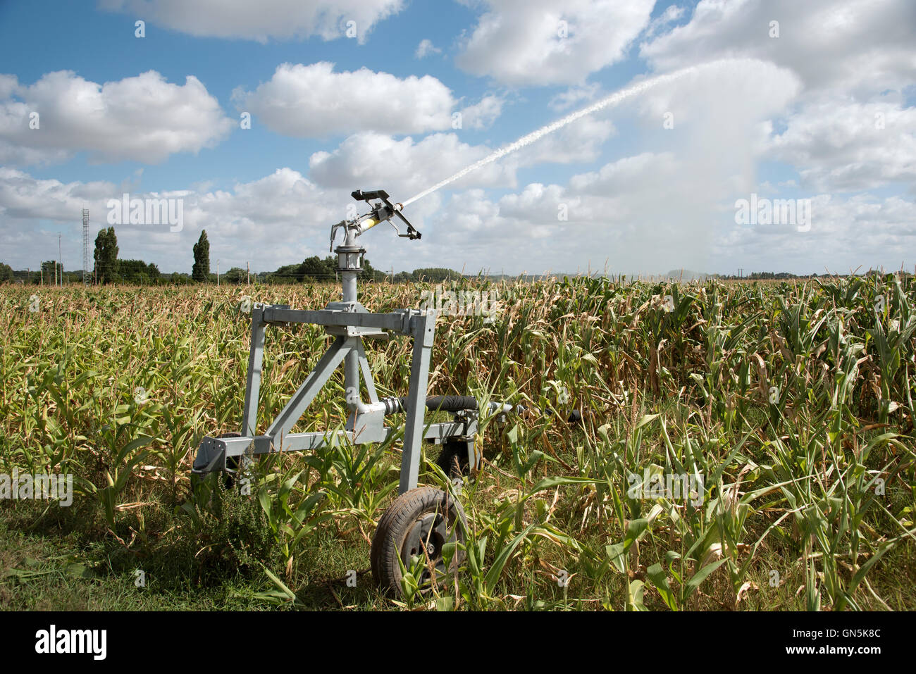 Pistolet arrosage pluie agricole sur une ferme de culture du maïs en France Banque D'Images