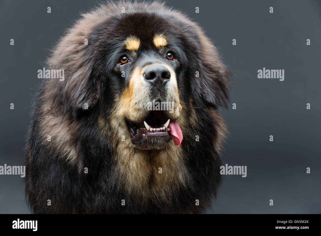Beau grand chien de mastiff tibétain Photo Stock - Alamy