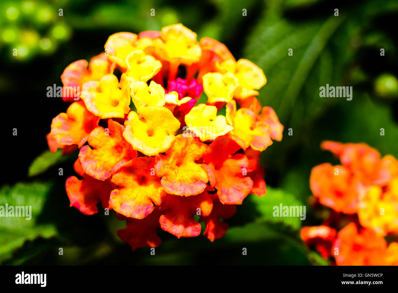 Close up of fiery orange et jaune Lantana camara, également connu sous le nom de wild sage et tickberry. Banque D'Images