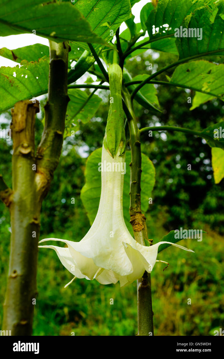 Grandes fleurs blanches parfumées de l'ange (trompette) Brugmansia  insignis, répertorié comme éteint à l'état sauvage Photo Stock - Alamy