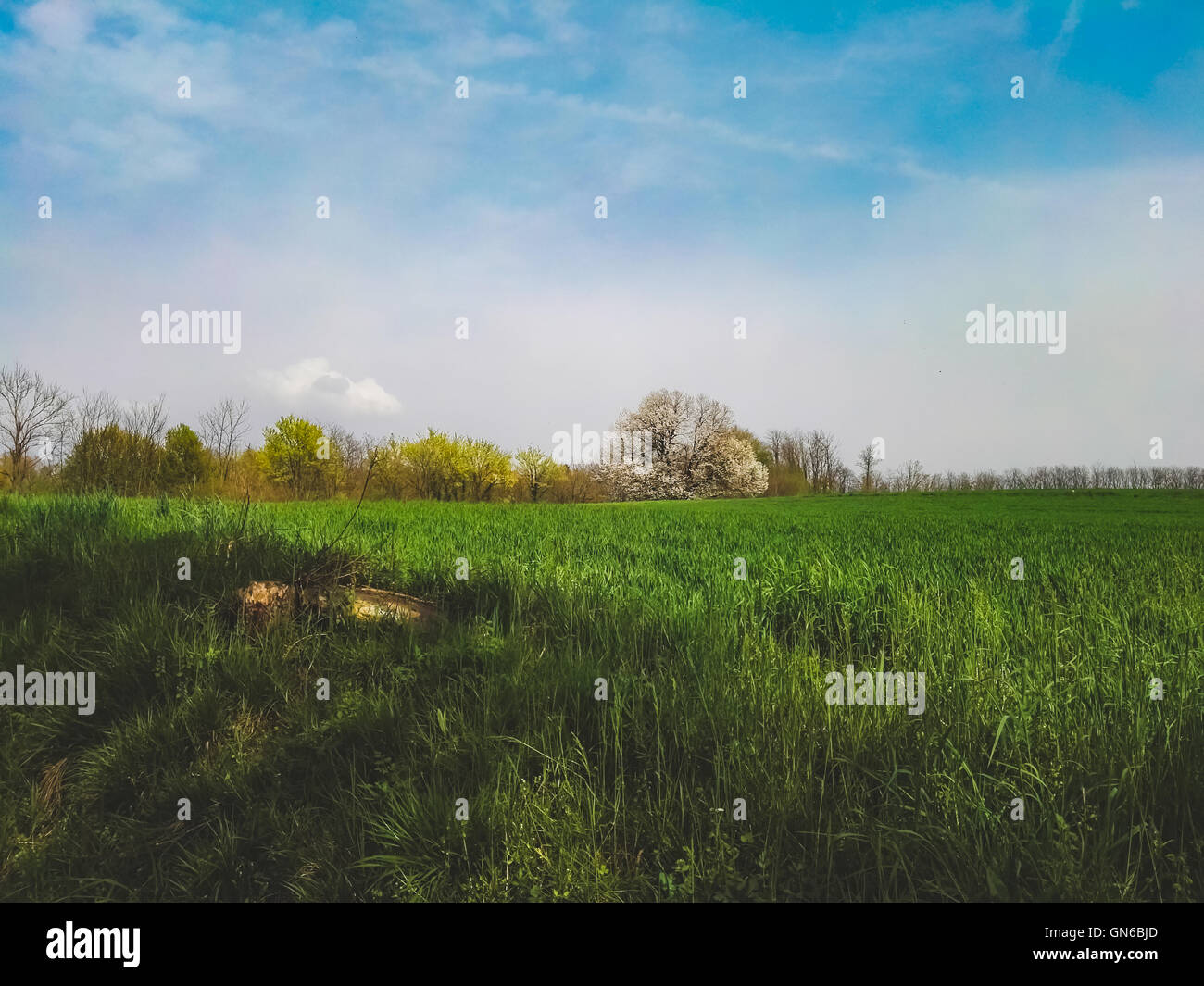 Green field and blue sky in springtime Banque D'Images