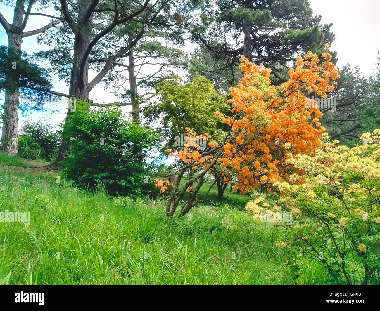 L'orange et le rouge des fleurs et des arbres dans un jardin Banque D'Images
