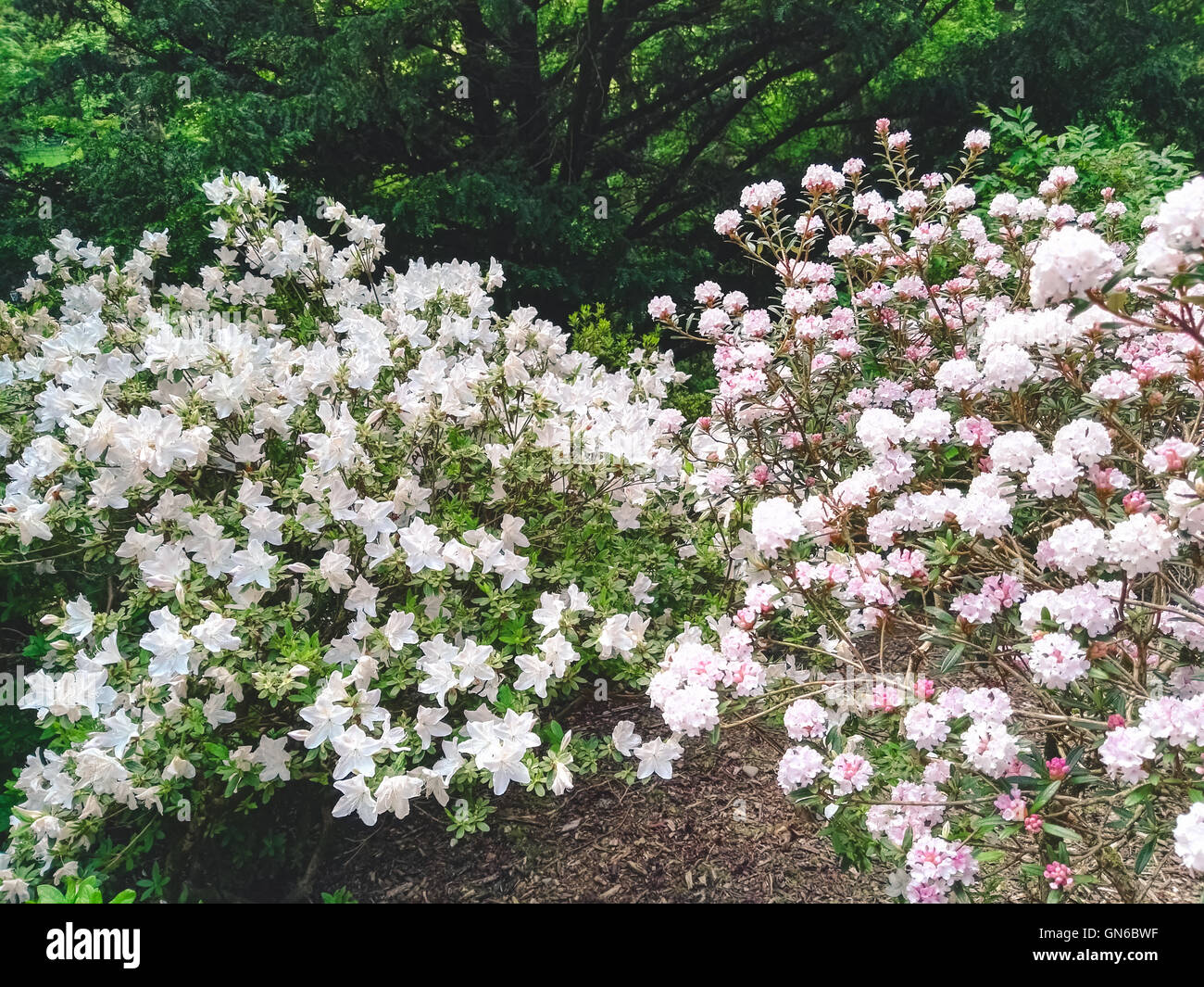 Fleurs roses et blanches dans un jardin Banque D'Images