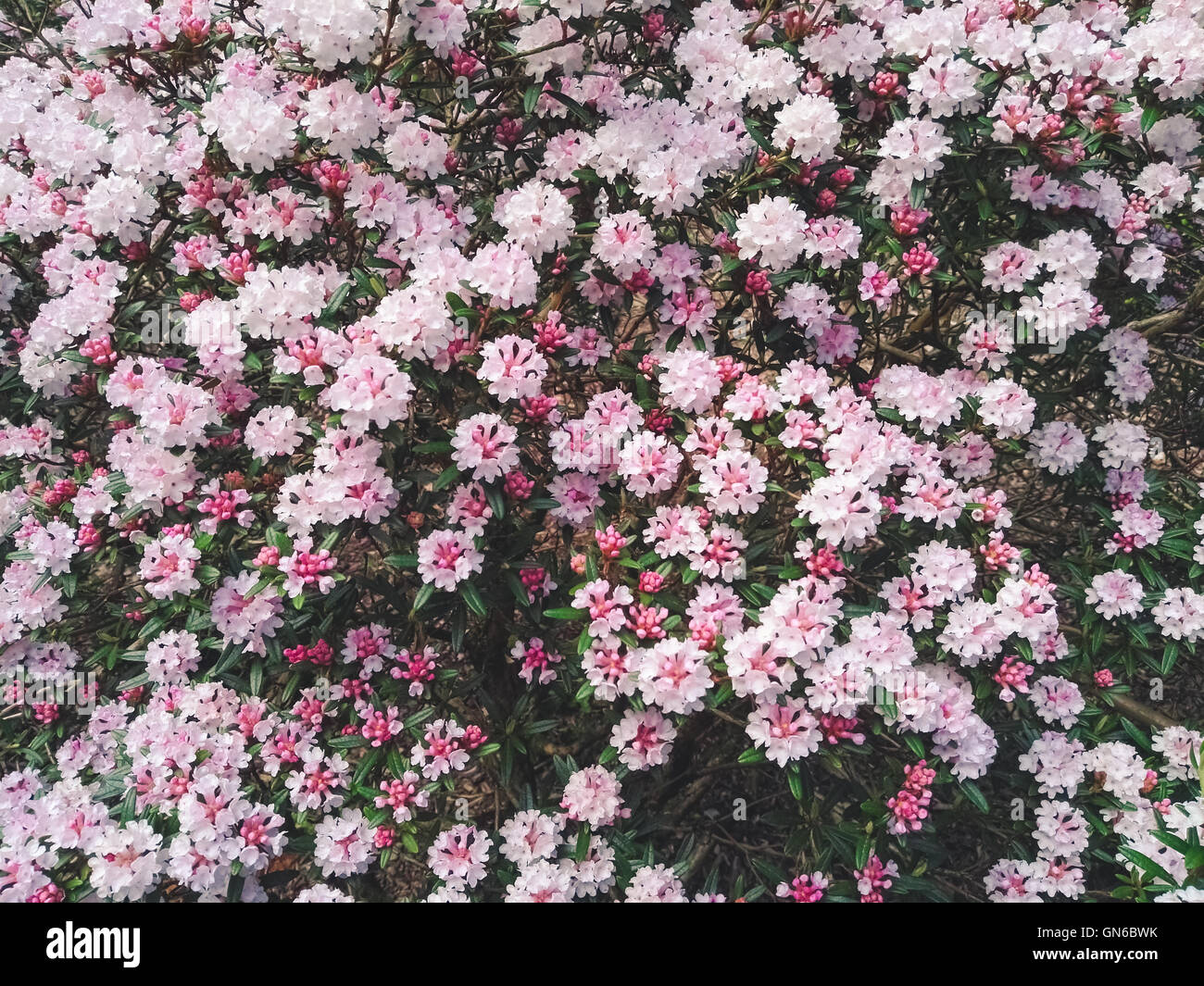 Fleurs roses et blanches dans un jardin Banque D'Images