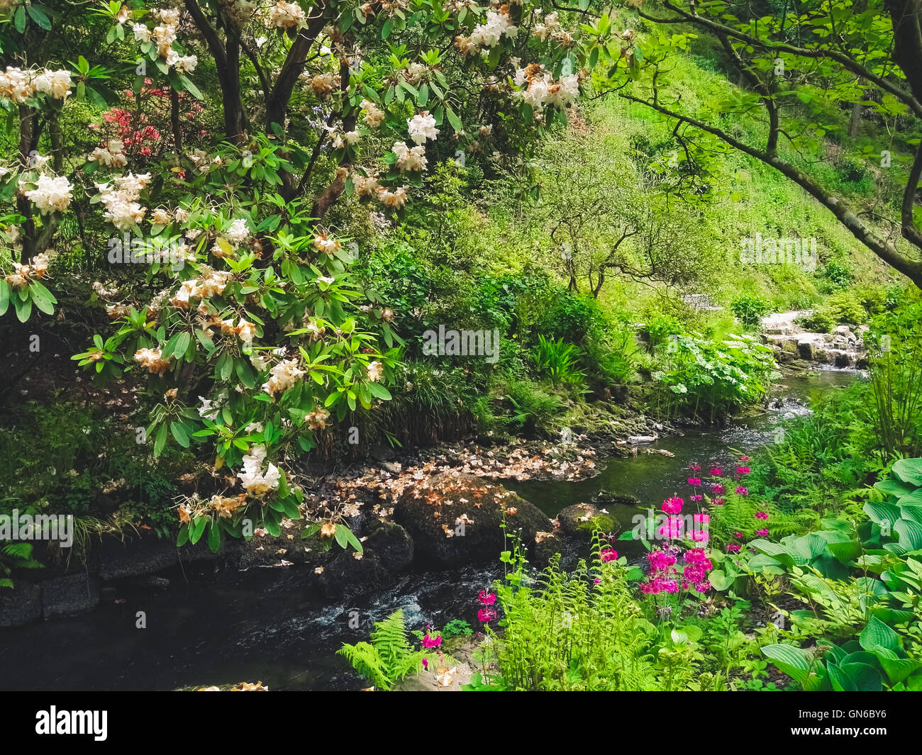 Plantes et fleurs de la rivière dans un jardin Banque D'Images