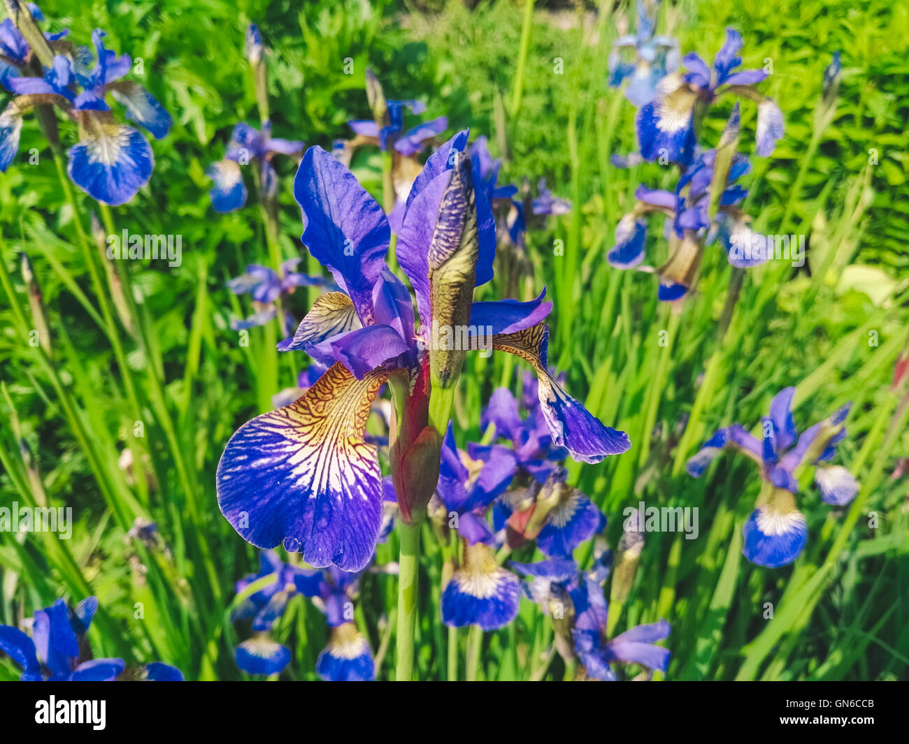 Fleurs violettes au Jardins Aberglasney Banque D'Images