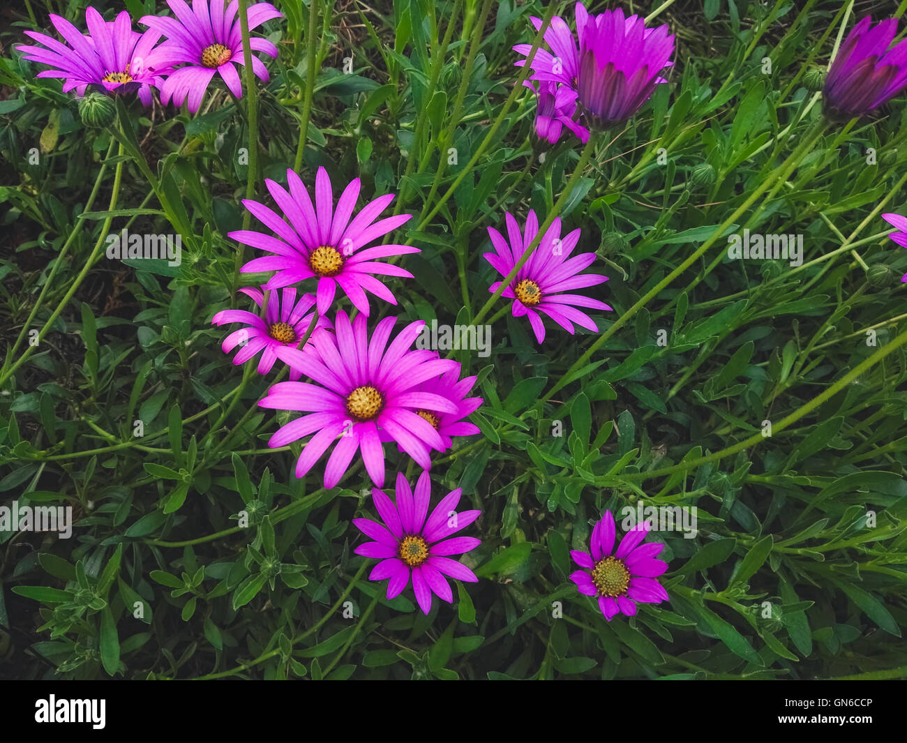 Fleurs violettes en Plas Newydd Banque D'Images