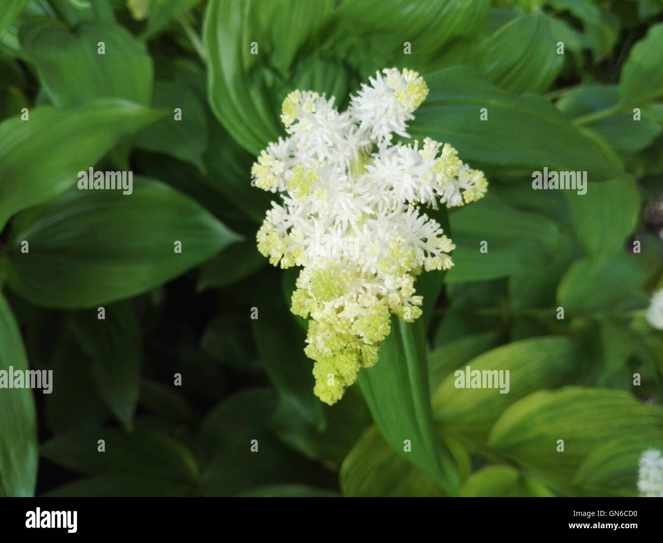 Fleurs blanches en jardins Aberglasney Banque D'Images