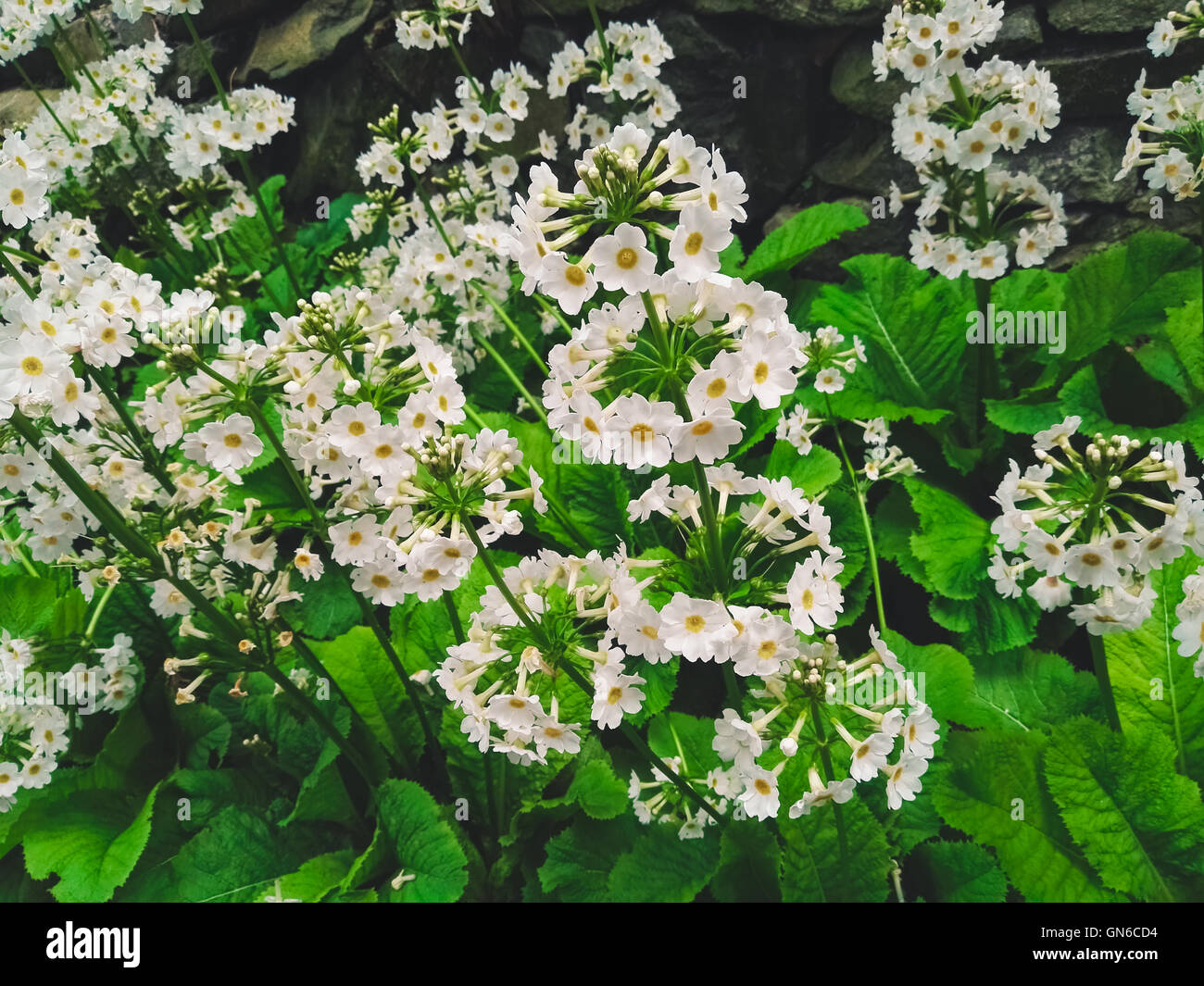 Fleurs blanches en jardins Aberglasney Banque D'Images
