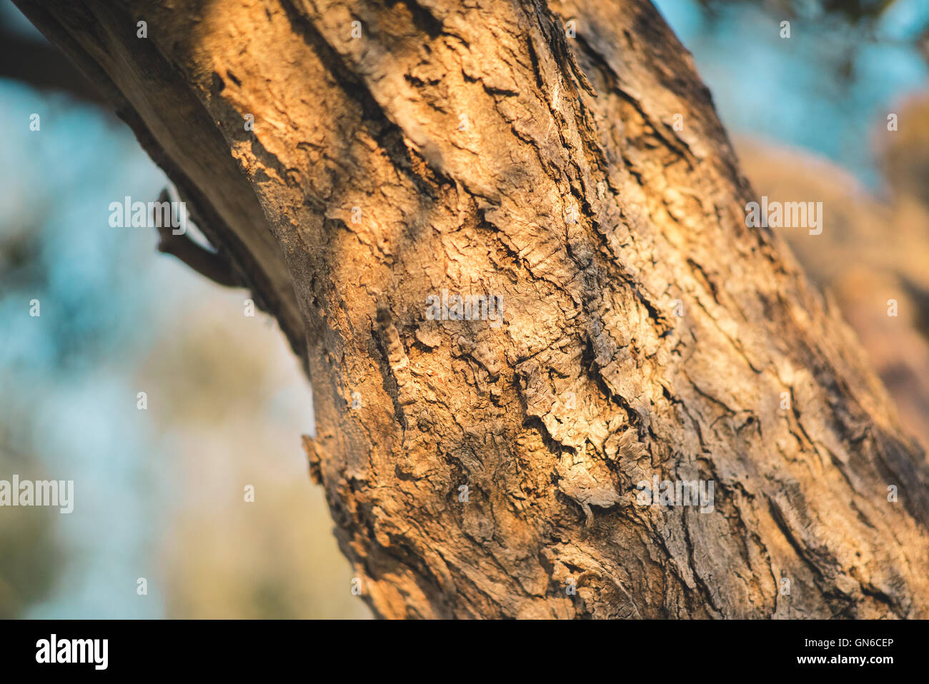 Détail d'un tronc d'arbre Banque D'Images