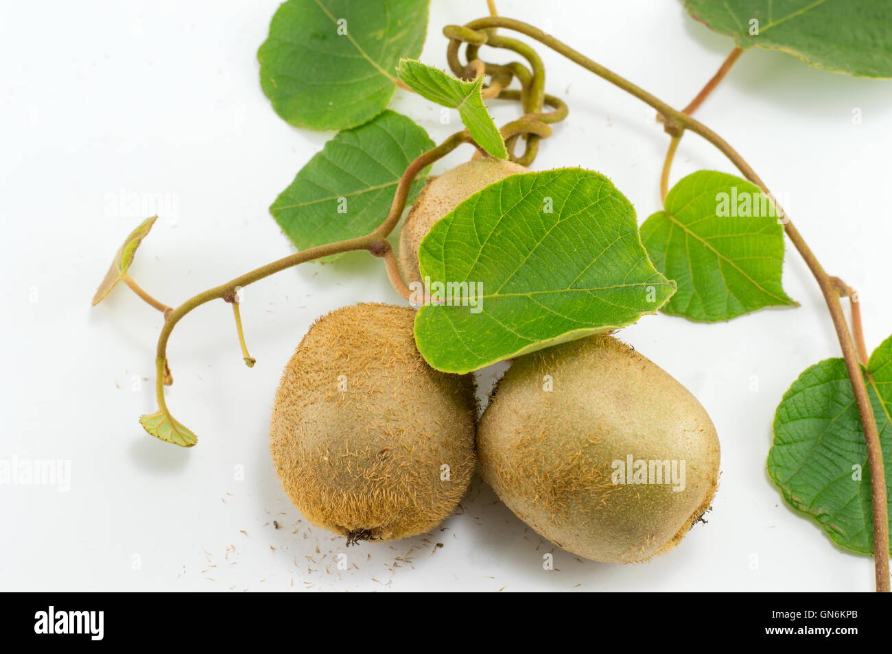 Kiwi fraîchement cueillies avec branche et feuilles sur fond blanc Banque D'Images