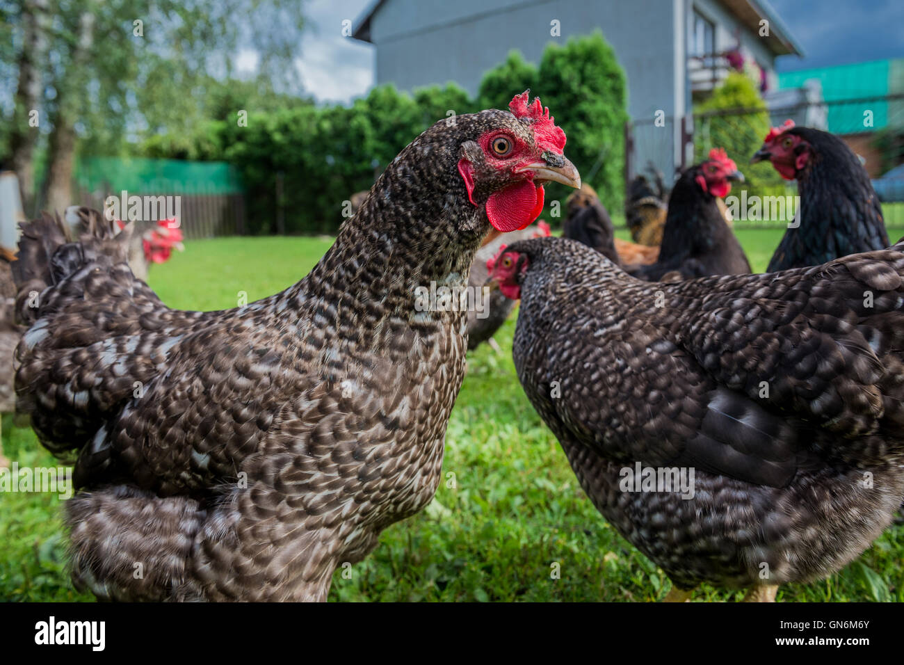 Free Range chicken farm dans un village de Pologne Banque D'Images