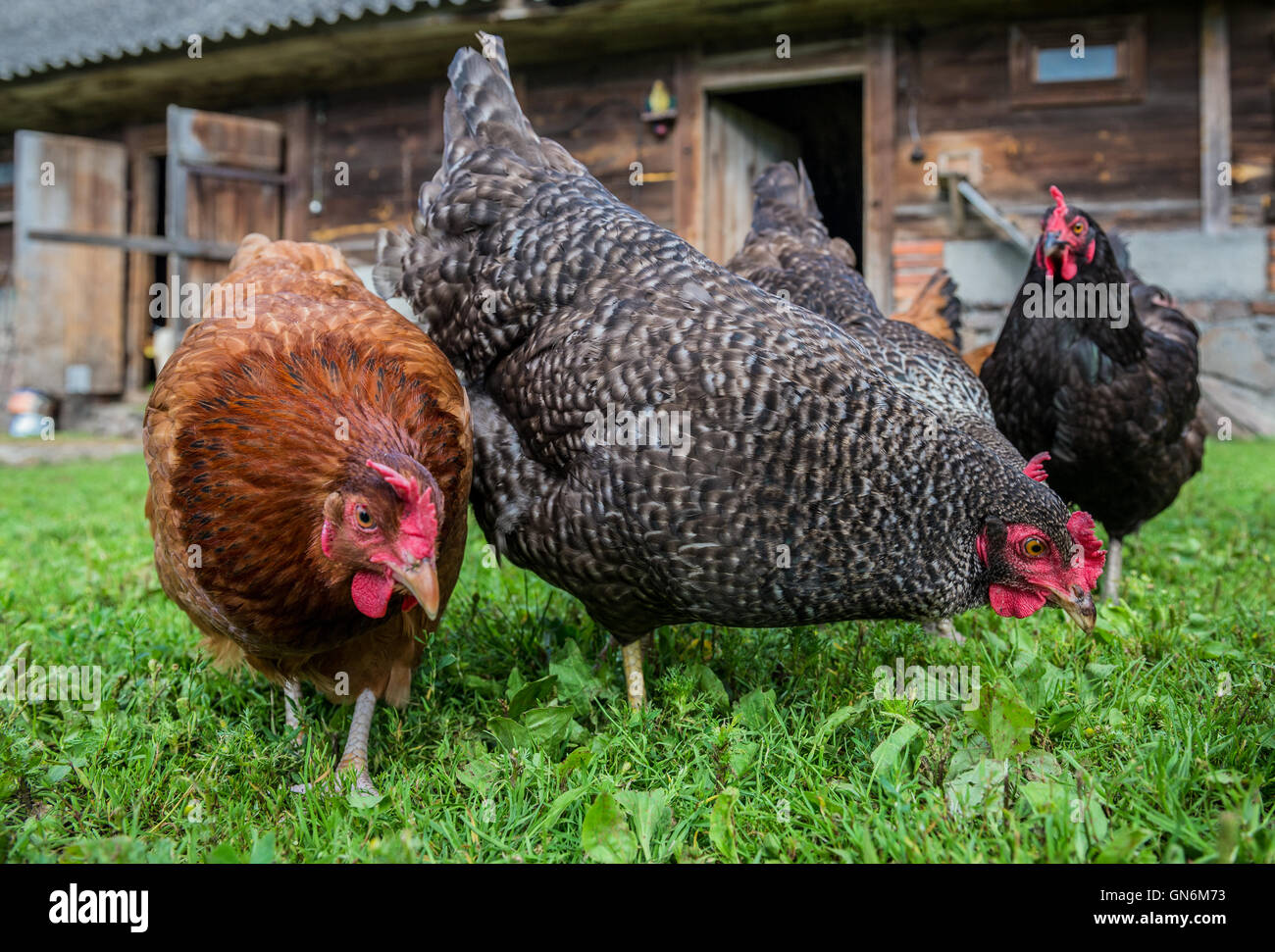 Free Range chicken farm dans un village de Pologne Banque D'Images