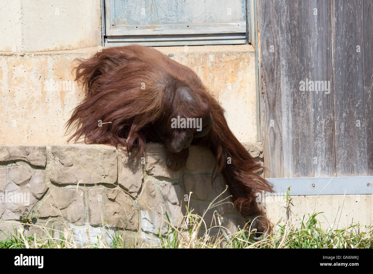 Un orang-outan mâle atteint pour un peu d'herbe au National Zoo de Washington, DC. Banque D'Images