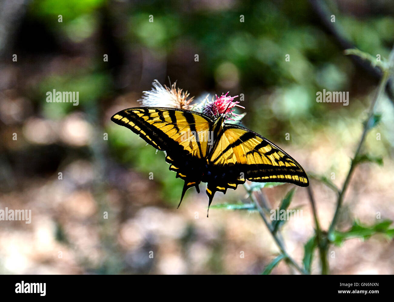 Deux papillon Papillon queue la collecte de nectar de fleur Banque D'Images