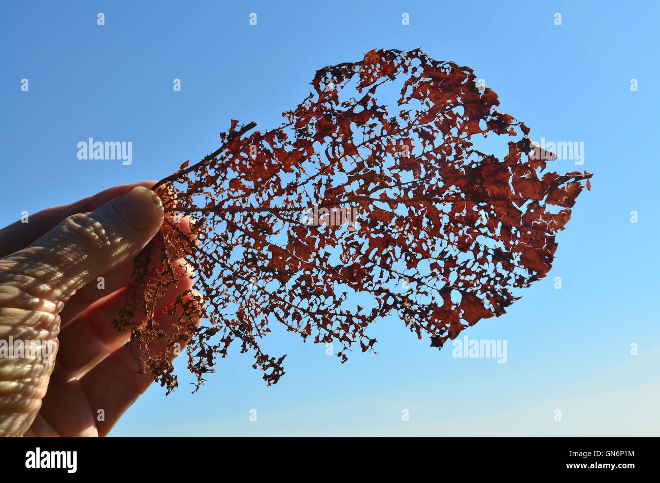 Feuille en filigrane dans la main. Banque D'Images