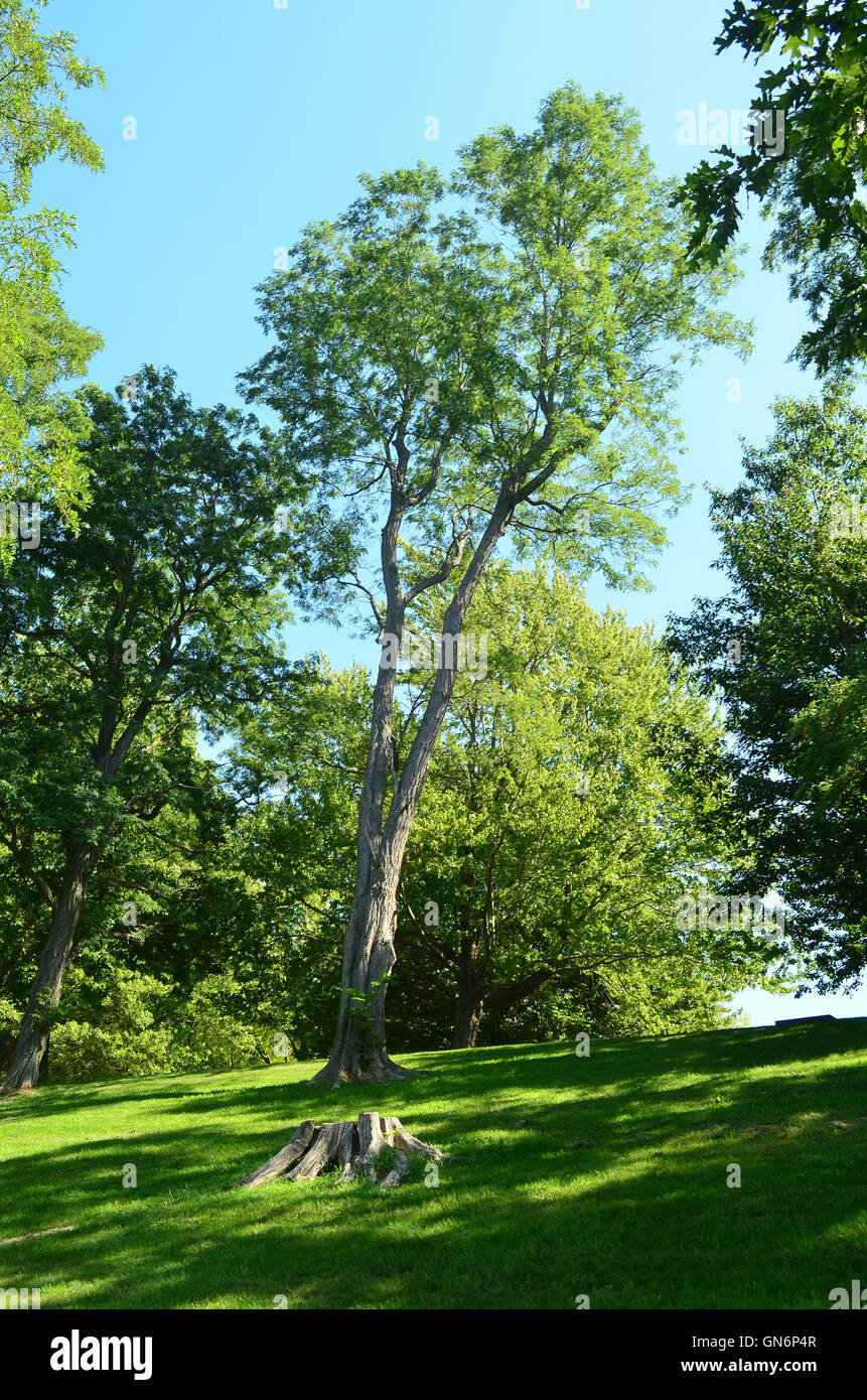 De grands arbres, l'herbe et les ombres. Banque D'Images