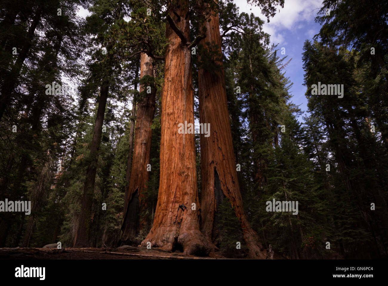 Sequoia National Park Banque D'Images