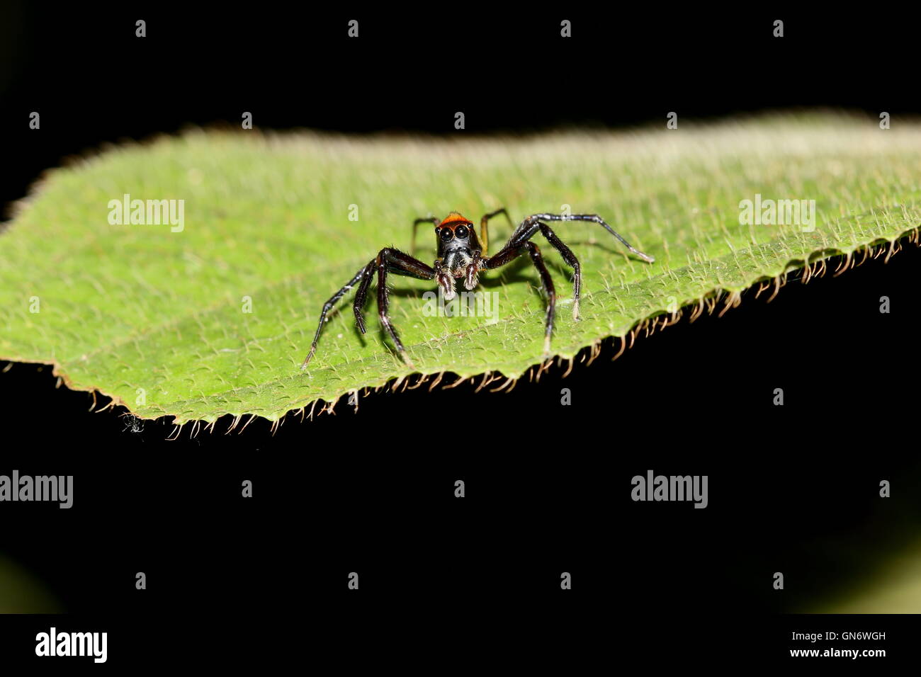 Araignée sauteuse noir brillant avec orange abdomen perché sur une — free download