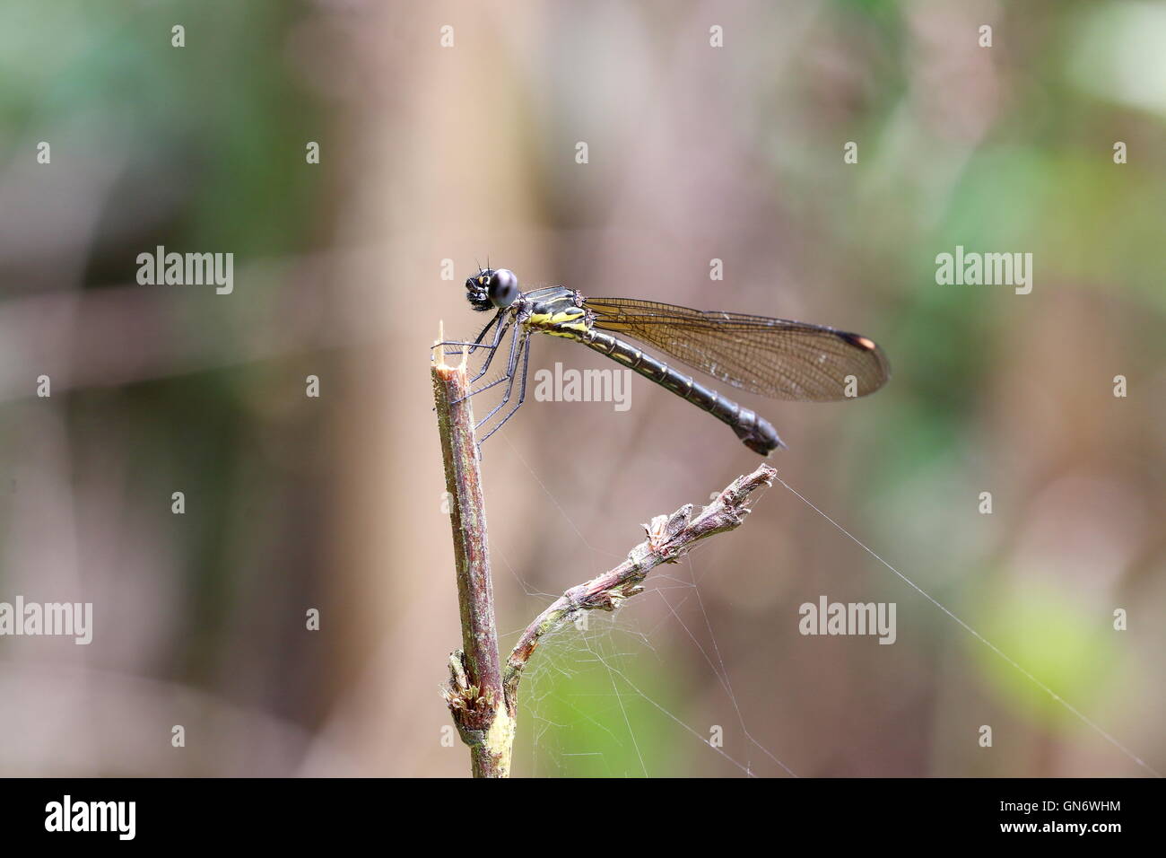 Libellule jaune et noir reposant sur une branche. Banque D'Images