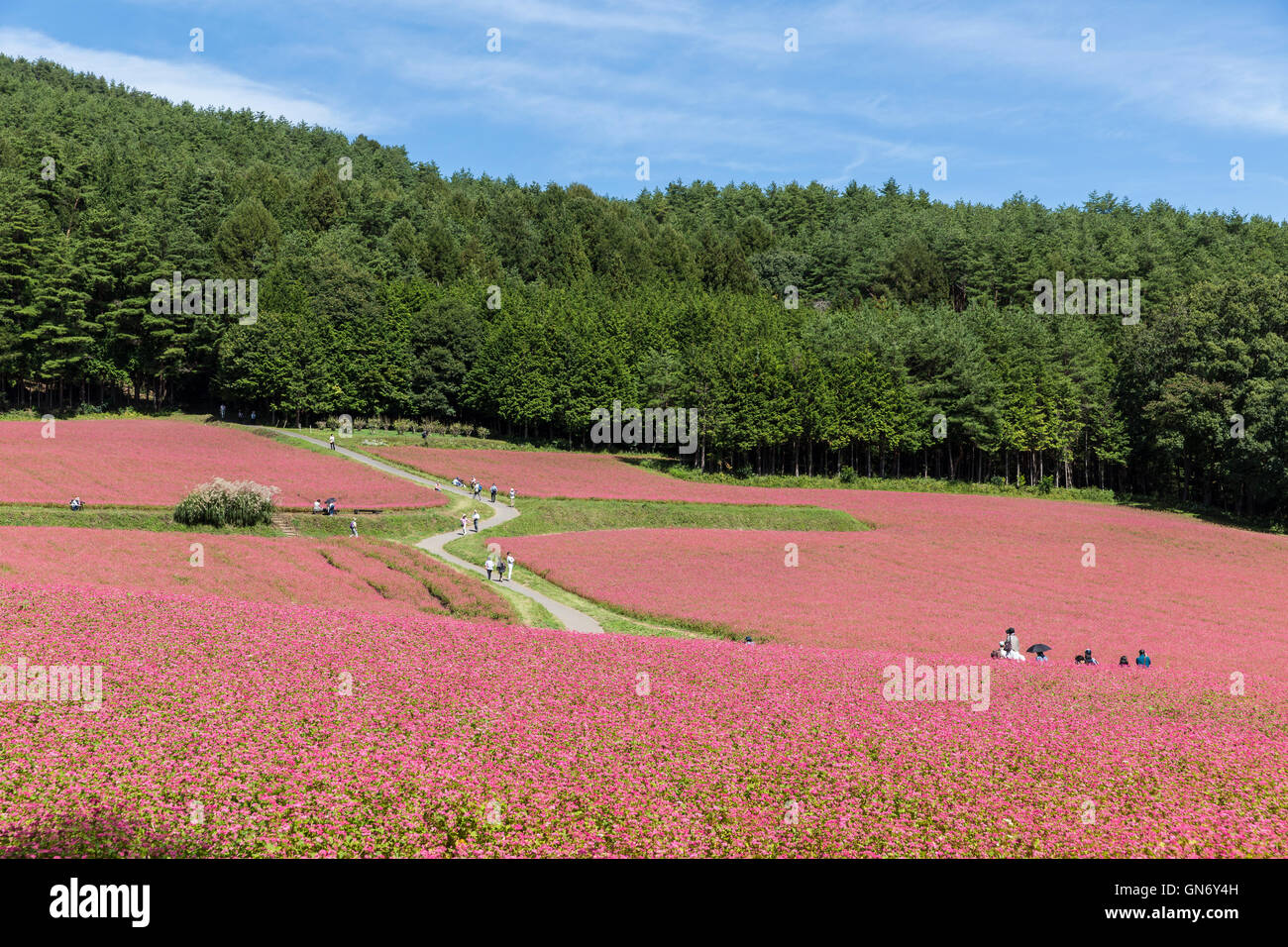 Domaine de Soba rouge fleurs dans l'Ina Plateau, Kamiina, Japon Photo Stock  - Alamy
