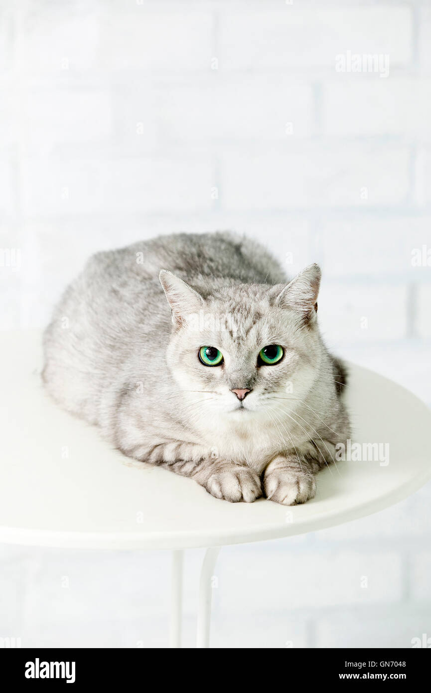 American Shorthair Banque D'Images
