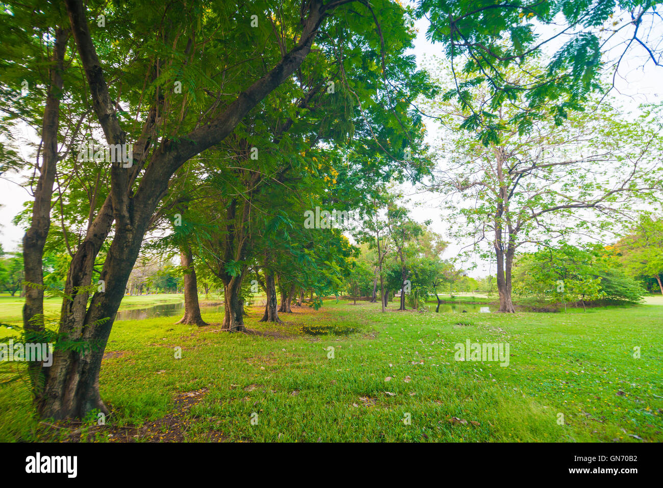 Pelouse verte en parc et zone de loisirs, Green Scenery Banque D'Images