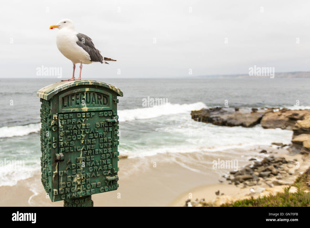Seagull a photographié à La Jolla Cove, La Jolla, San Diego, California, USA Banque D'Images