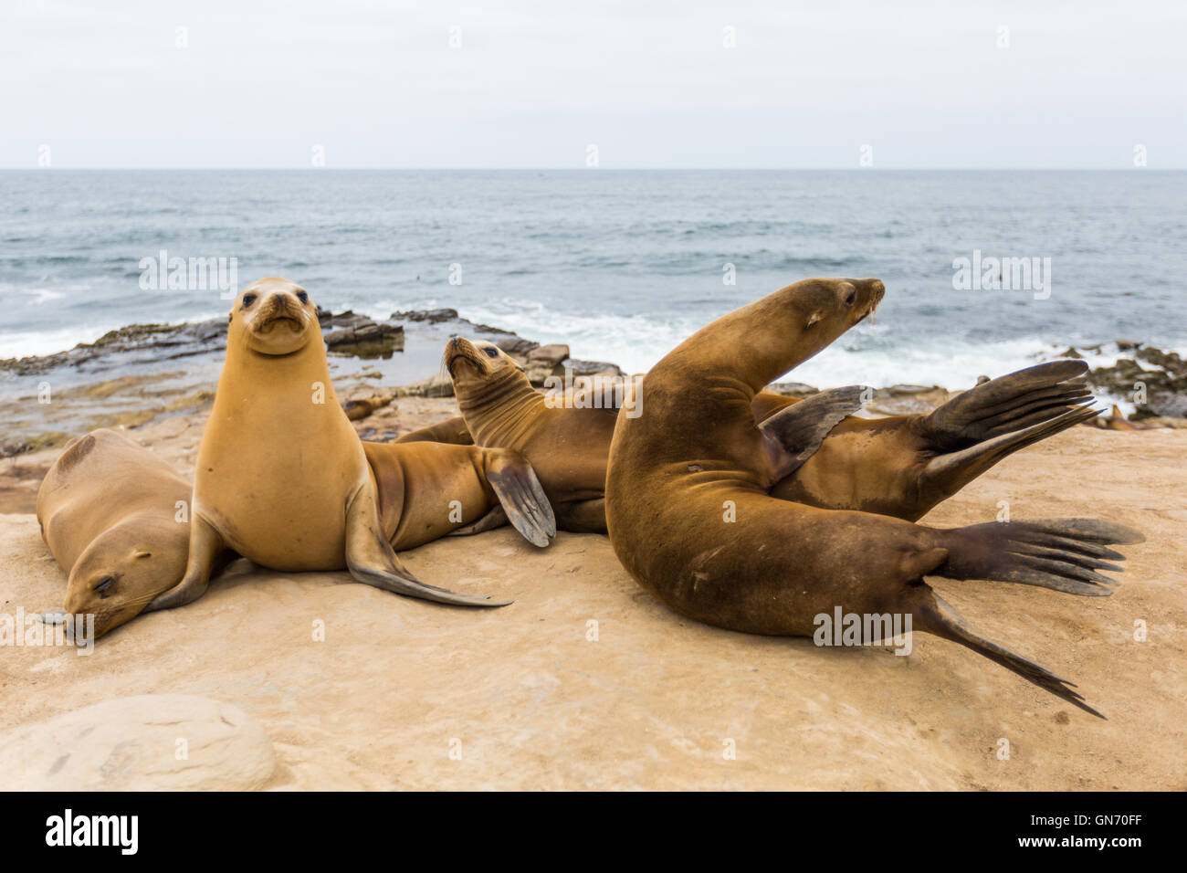 Un groupe de lions de mer se prélassent au soleil sur les rochers à La Jolla Cove, La Jolla, San Diego, California, USA Banque D'Images