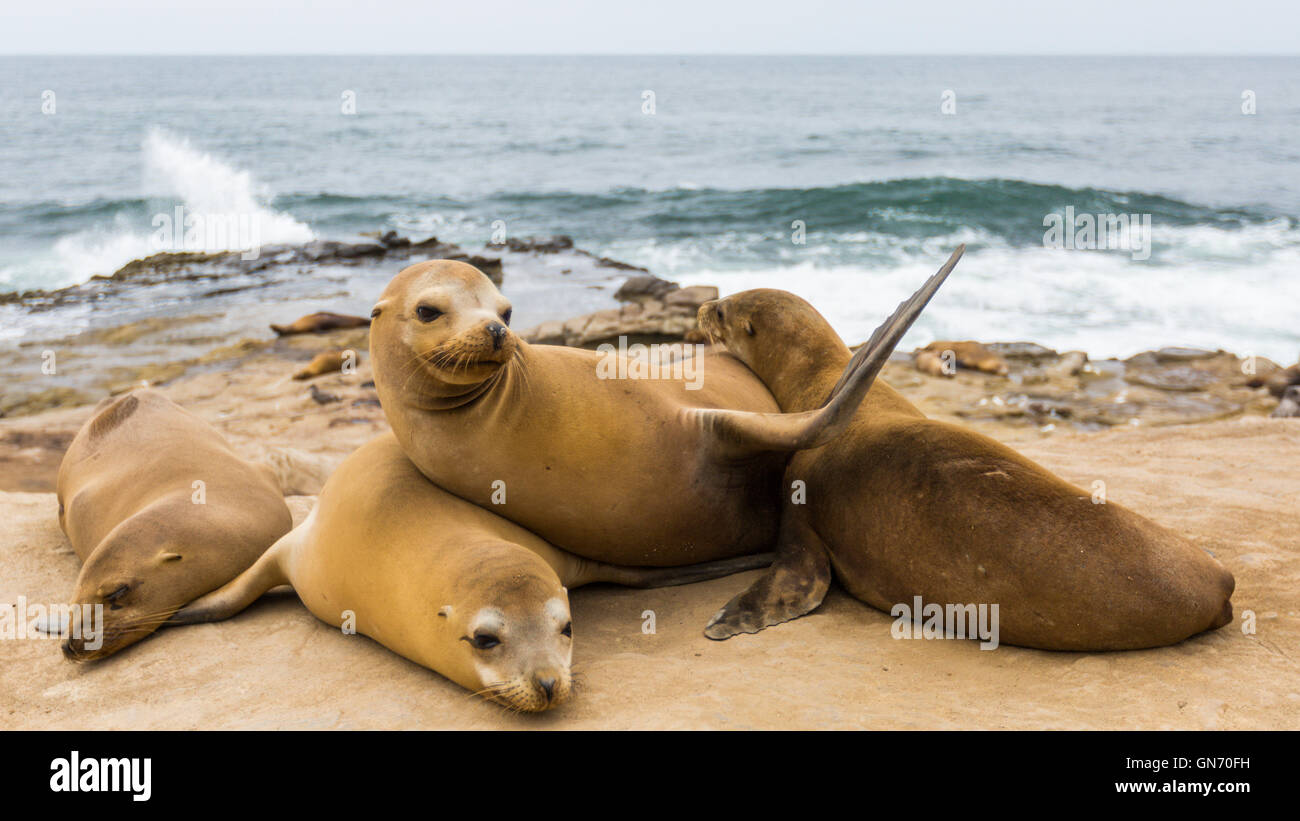 Un groupe de lions de mer se prélassent au soleil sur les rochers à La Jolla Cove, La Jolla, San Diego, California, USA Banque D'Images