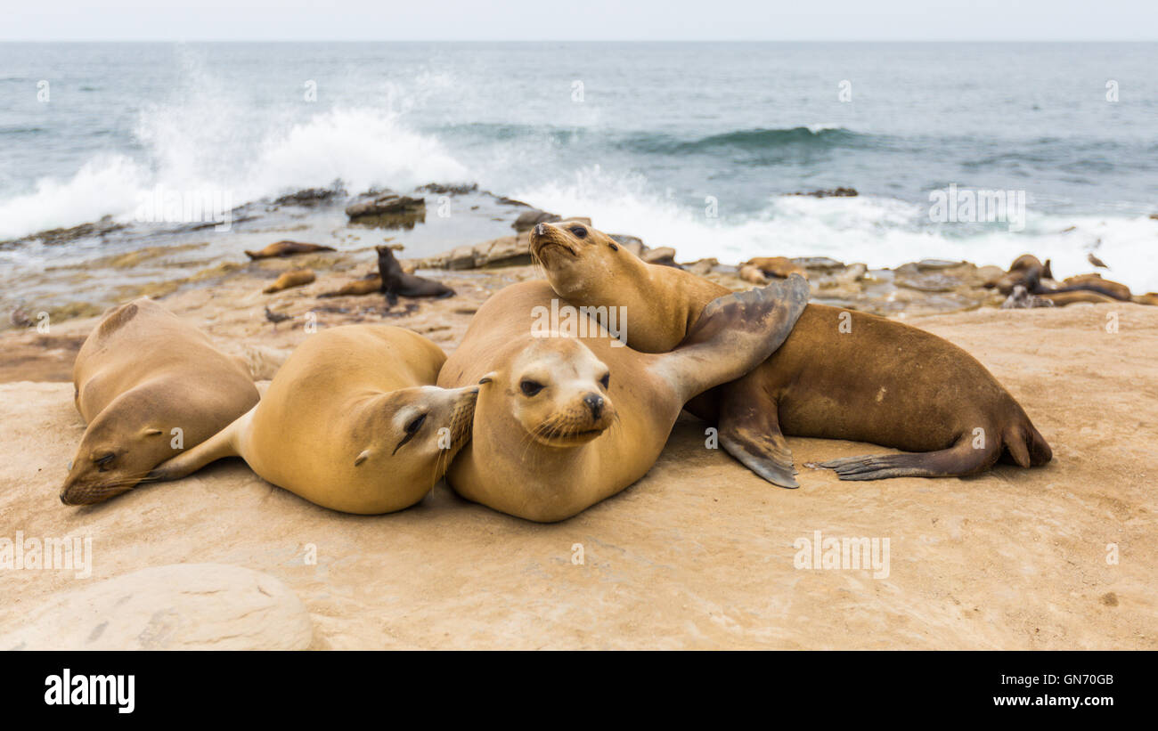 Un groupe de lions de mer se prélassent au soleil sur les rochers à La Jolla Cove, La Jolla, San Diego, California, USA Banque D'Images