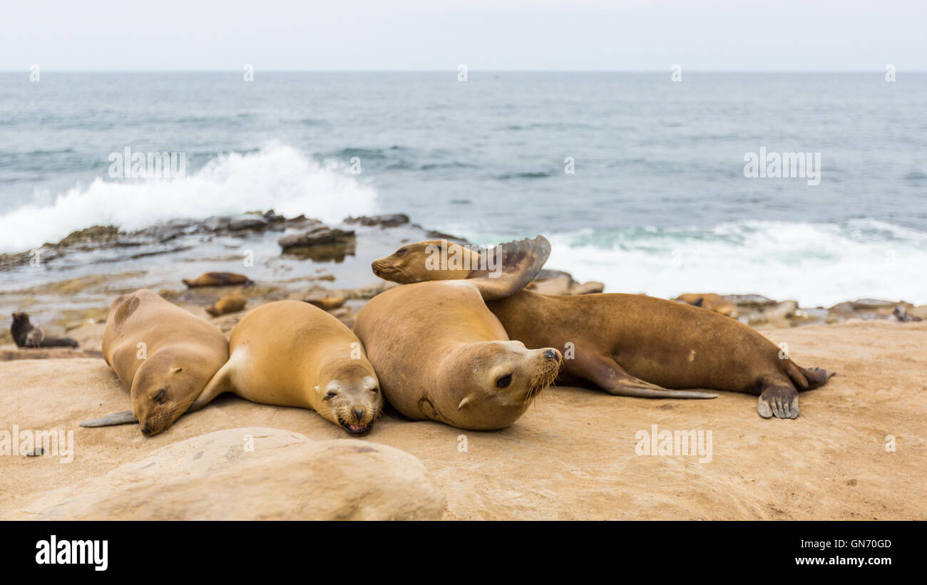 Un groupe de lions de mer se prélassent au soleil sur les rochers à La Jolla Cove, La Jolla, San Diego, California, USA Banque D'Images