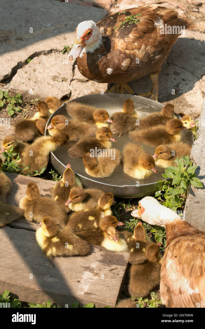 Canetons canard musqué libre sur un chantier de la volaille Banque D'Images