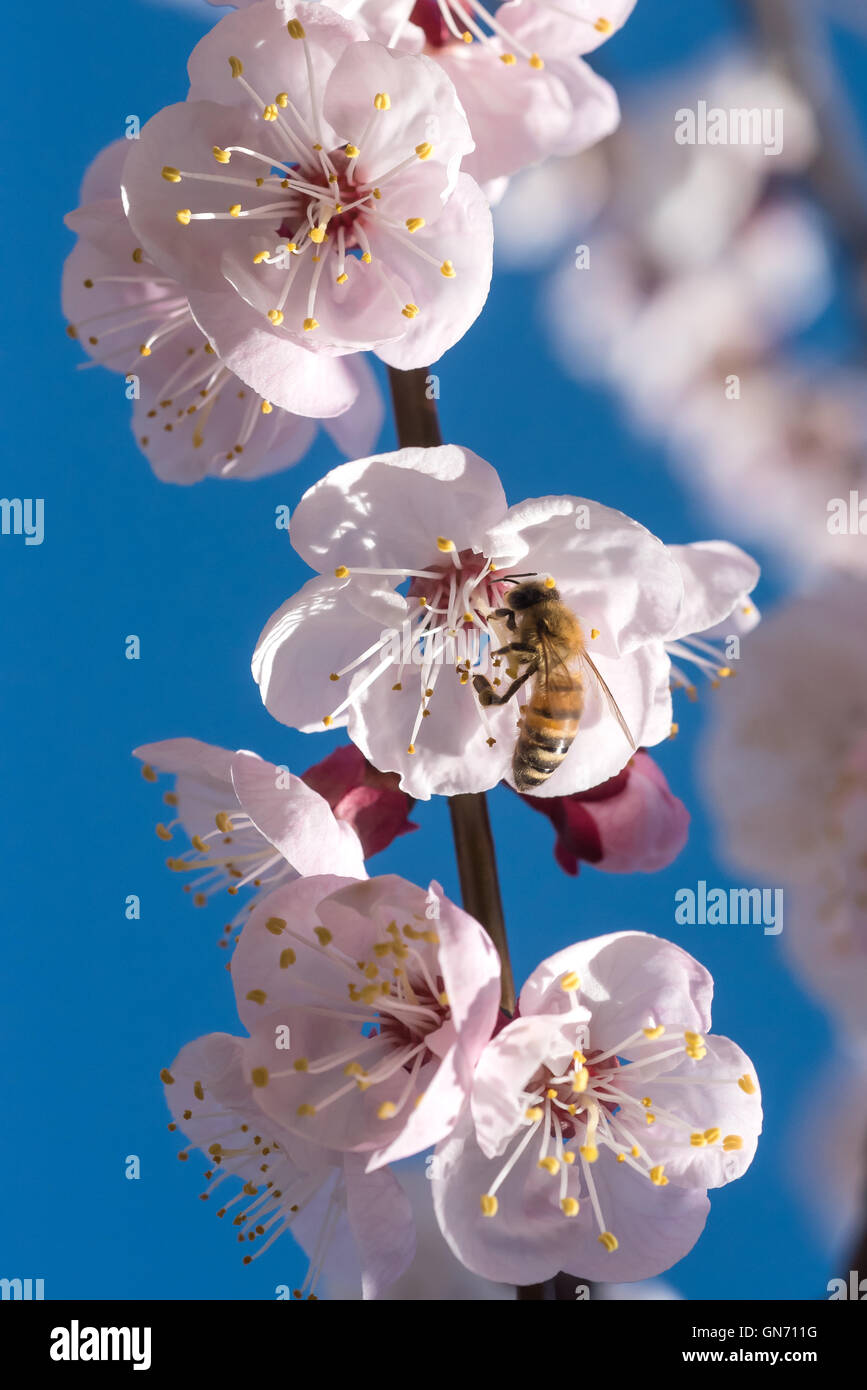 Au travail de l'Abeille sur une fleur Banque D'Images