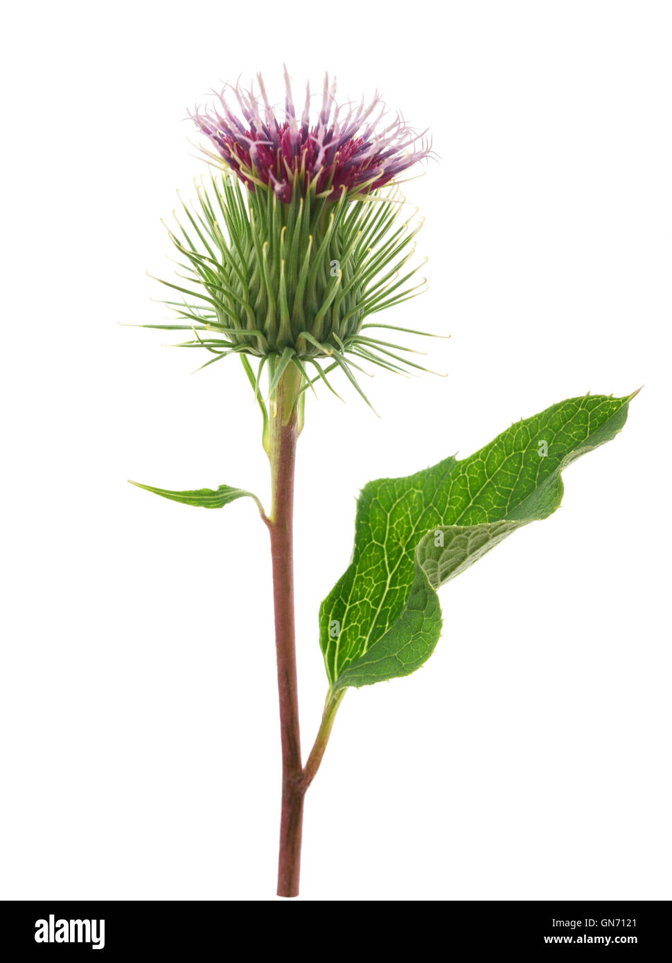 La bardane flower isolated on a white background Banque D'Images