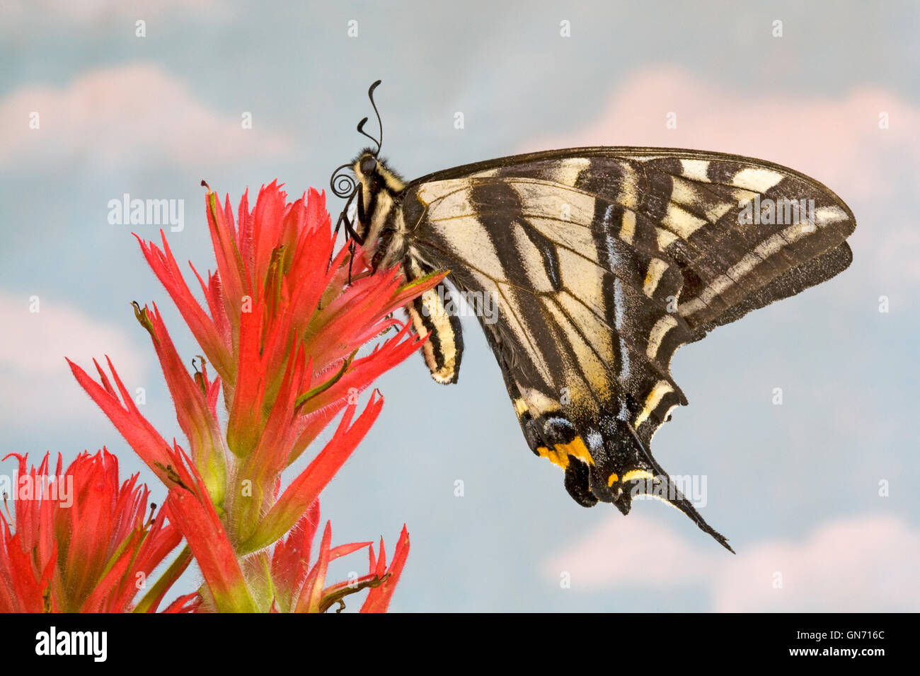 Portrait d'un pâle swallowtail butterfly, Papilio eurymedon,, reposant sur d'un bloom thbe indian paintbrush. Banque D'Images