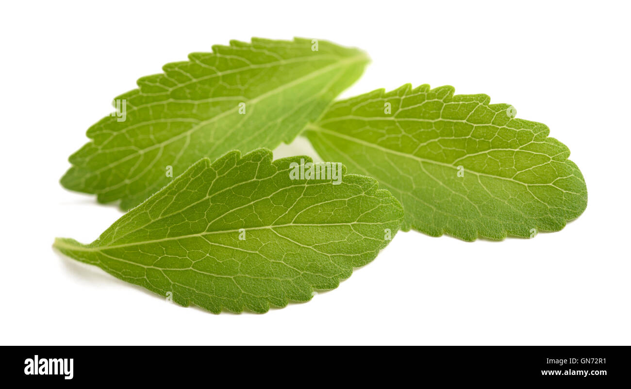 Les feuilles de Stevia isolé sur fond blanc Banque D'Images