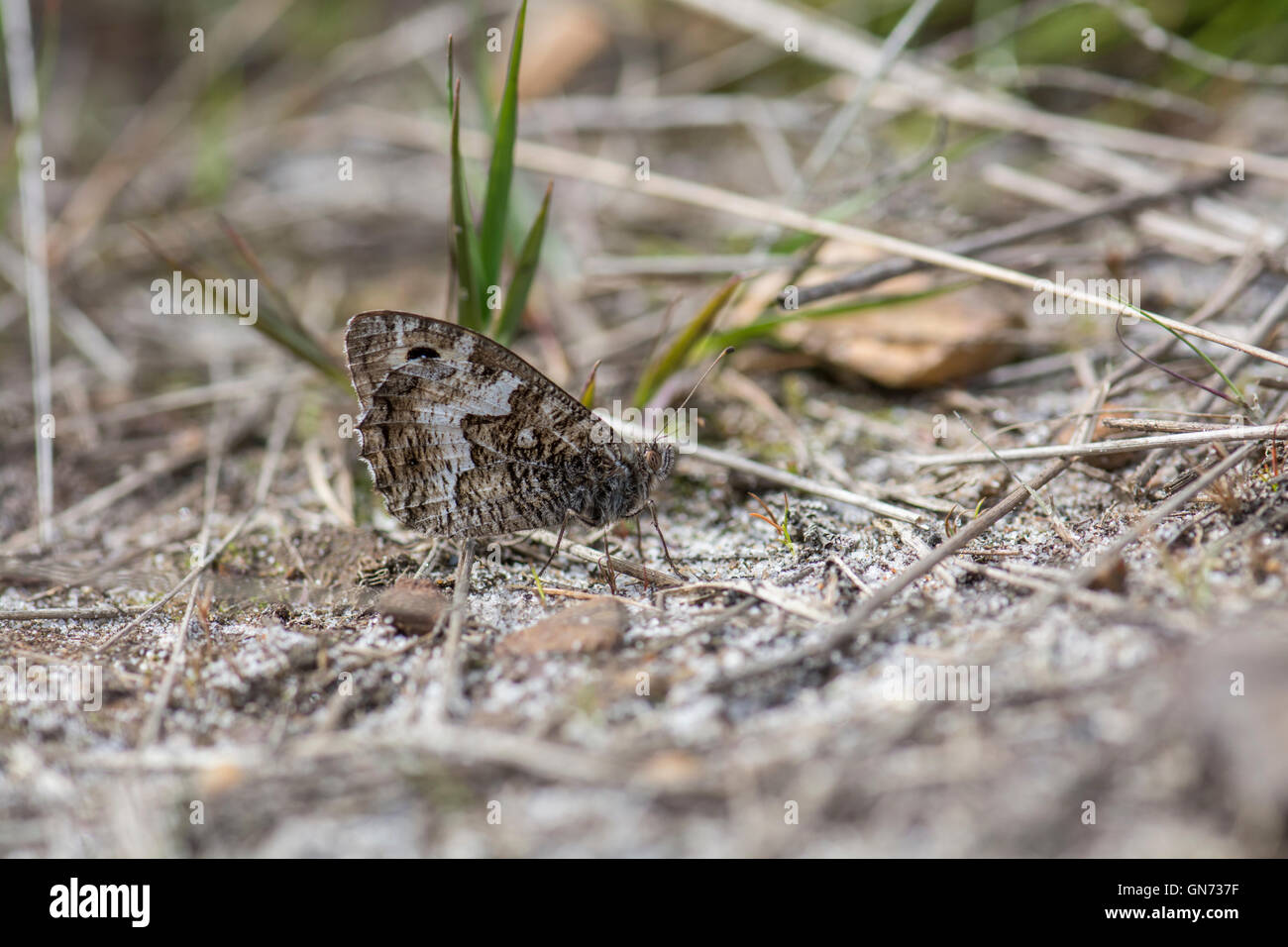 Grayling (semele) Clotilde. Face inférieure du papillon adulte. Banque D'Images